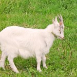 laamat_2