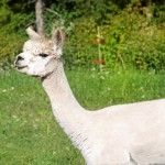 laamat_6